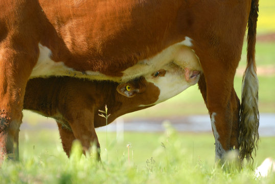 Calf Nursing