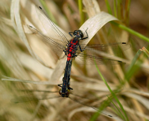 Dragonflies Mating