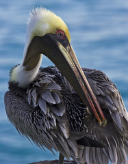 Brown Pelican