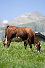 Vache laitière dans un pré en montagne