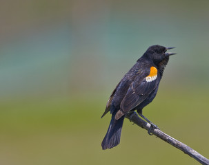 Red winged blackbird (Agelaius phoeniceus)