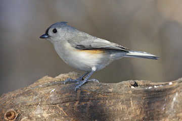 Tifted titmouse