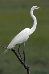 Great Egret (ardea alba)