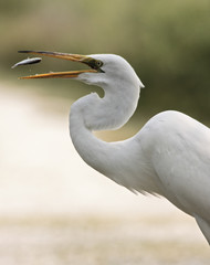 Great Egret (ardea alba)