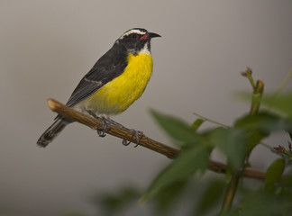 Bananaquit
