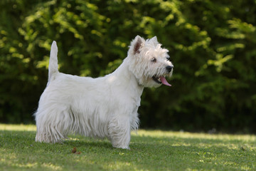 westie