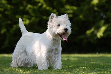 westie