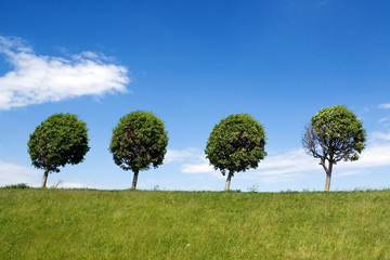 Fototapeta na wymiar Four trees