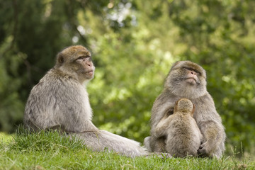 Monkey family