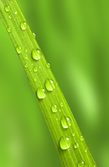 water drops on a green blade of grass