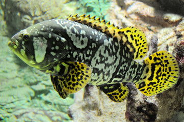 Aquarium