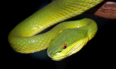 Green snake