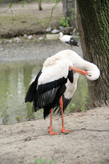 White stork