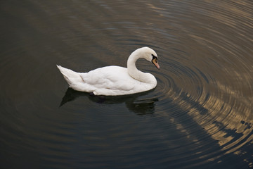 Elegant swan