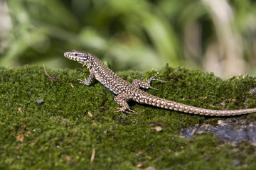Gecko