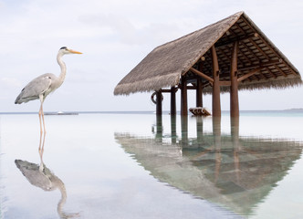 inverted image of the seabird in swimming pool