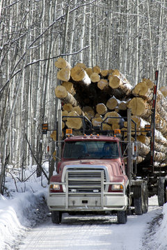 Loaded logging truck driving on road