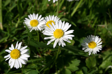 Obraz premium daisies