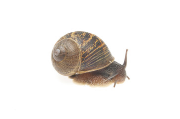 Snail