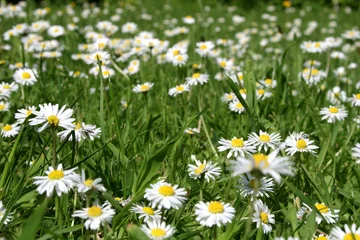Photo sur Plexiglas Marguerites daisy field