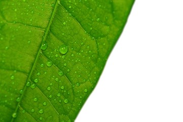 water drops on a green leaf II
