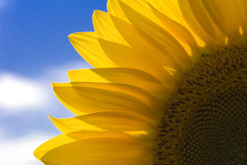 Yellow sunflowerts under the blue sky.
