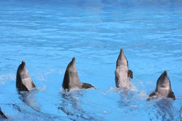Photo sur Plexiglas Dauphins Delfin