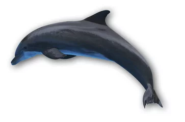Papier Peint photo Lavable Dauphins Delfin