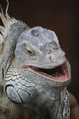 Leguan