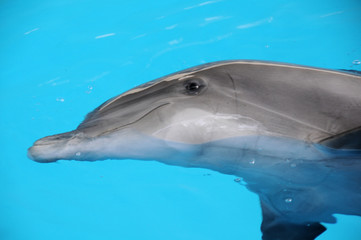 Fototapeta premium Delphin