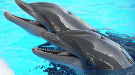 Rucksack Delphin © Stefan Richter