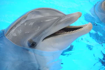  dolfijn © Stefan Richter