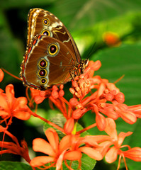 buttefly fly