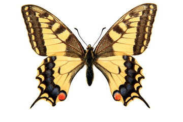 Fototapeta premium Butterfly