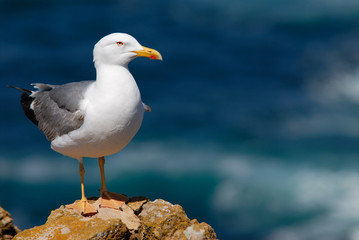 Gaviota descansando