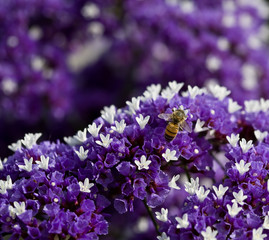 Obraz premium Bee on purple flower closeup