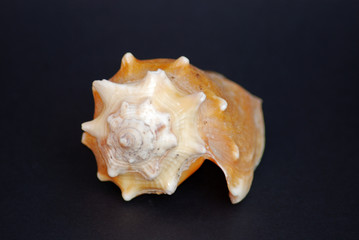 Shell