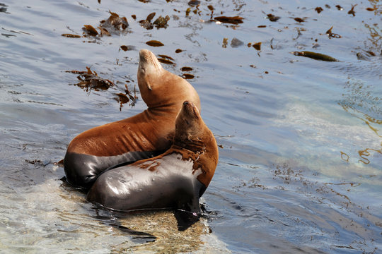 California Sea Lions