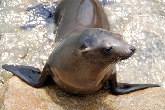 california sea lion