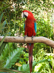 Scarlet Macaw