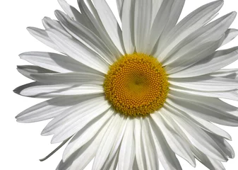 Cercles muraux Marguerites Camomile flower macro from above