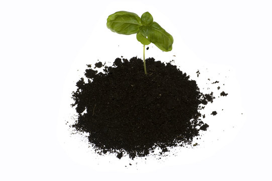 small basil in soil
