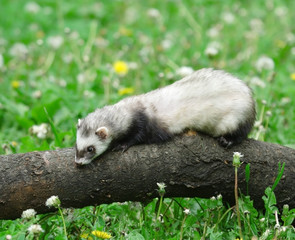 Polecat.