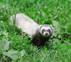 Polecat.