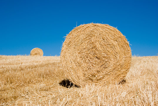 Roll of hay on field