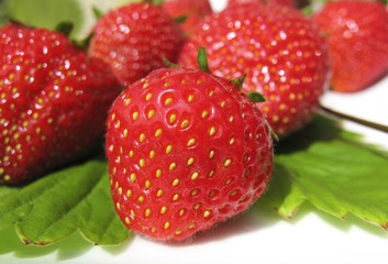 frische Erdbeeren