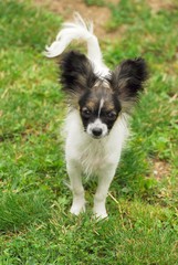 papillon - exhibition