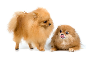 Obraz premium Two spitz-dogs in studio on a neutral background