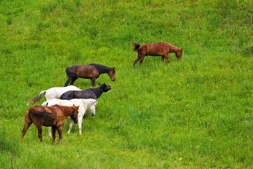 Horses on grass