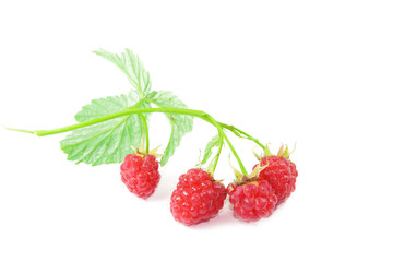 raspberries isolated on white